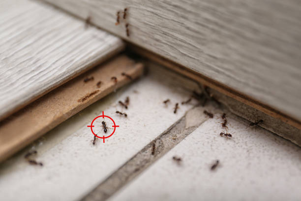 Best Termite Control Services  in San Marcos, TX