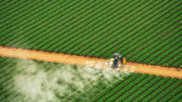 Best Pest Removal Services  in San Marcos, TX
