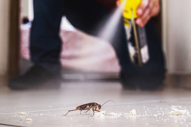 Best Pest Removal Services  in San Marcos, TX